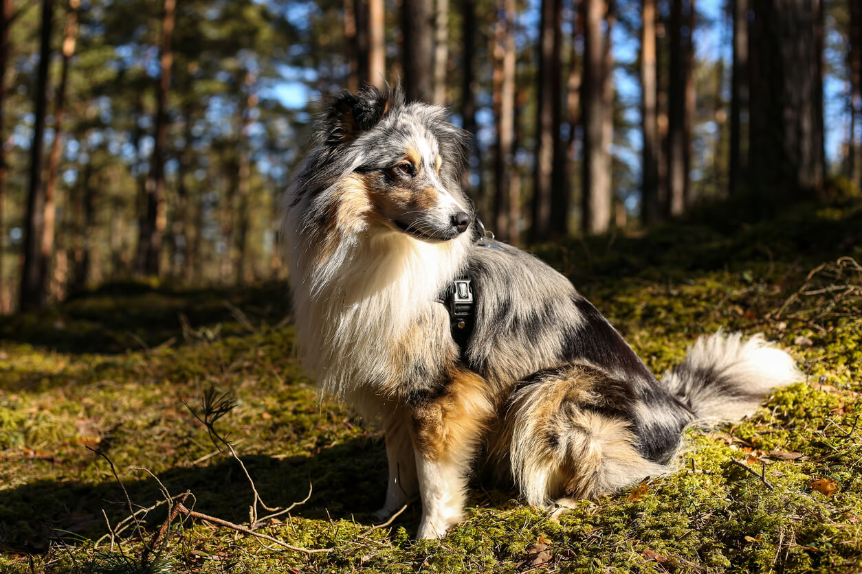 Shetland sheepdog.