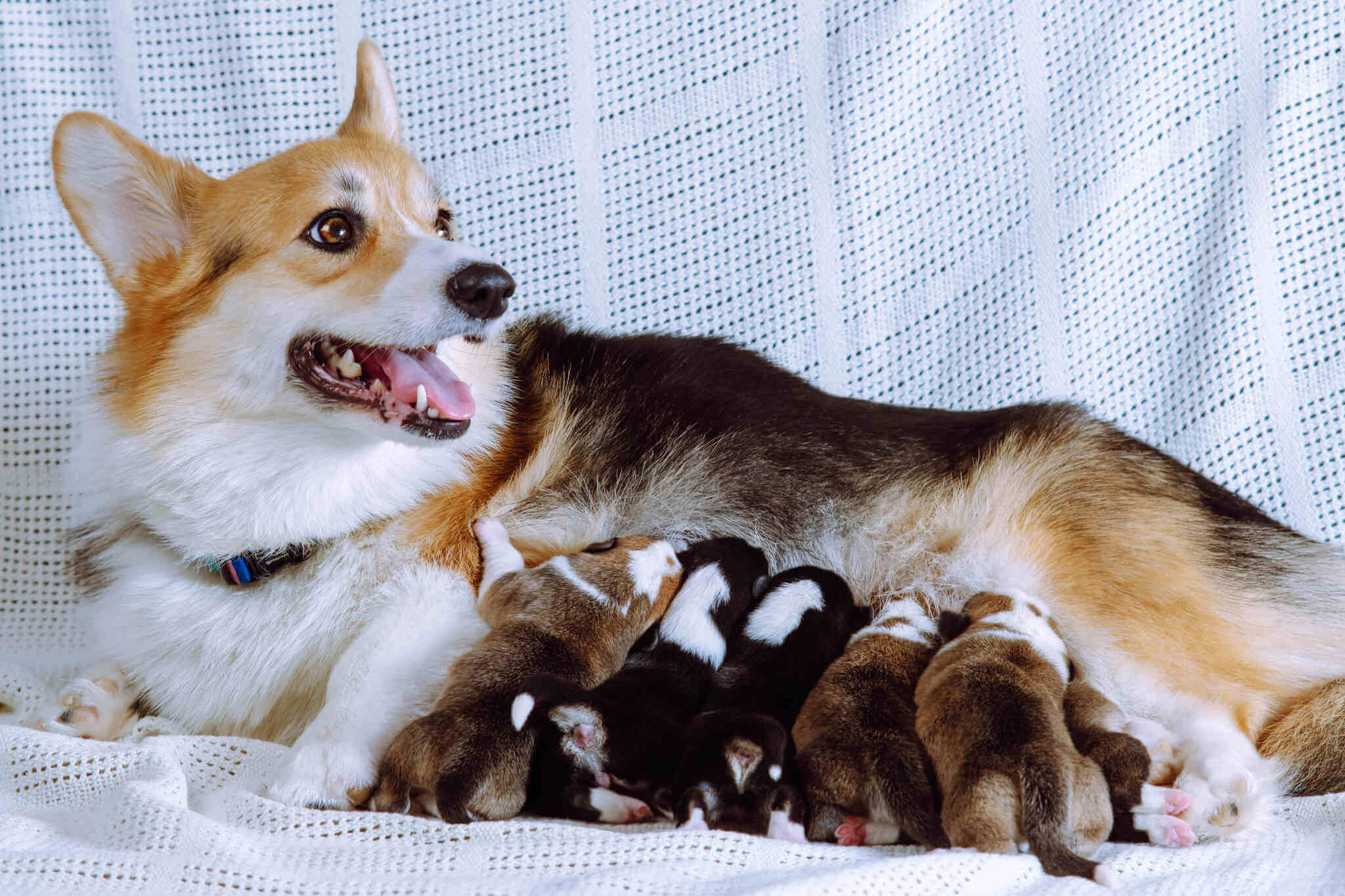 Perra amamanta a sus cachorros. 