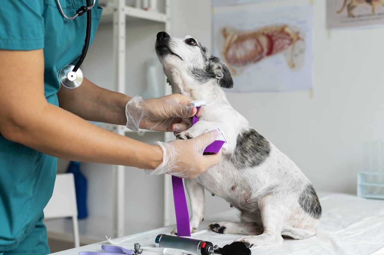 Veterinario atiende a perra. 