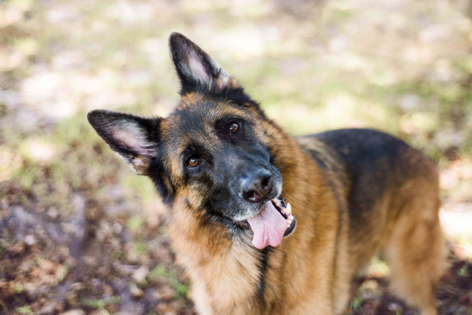 A German Shepherd.
