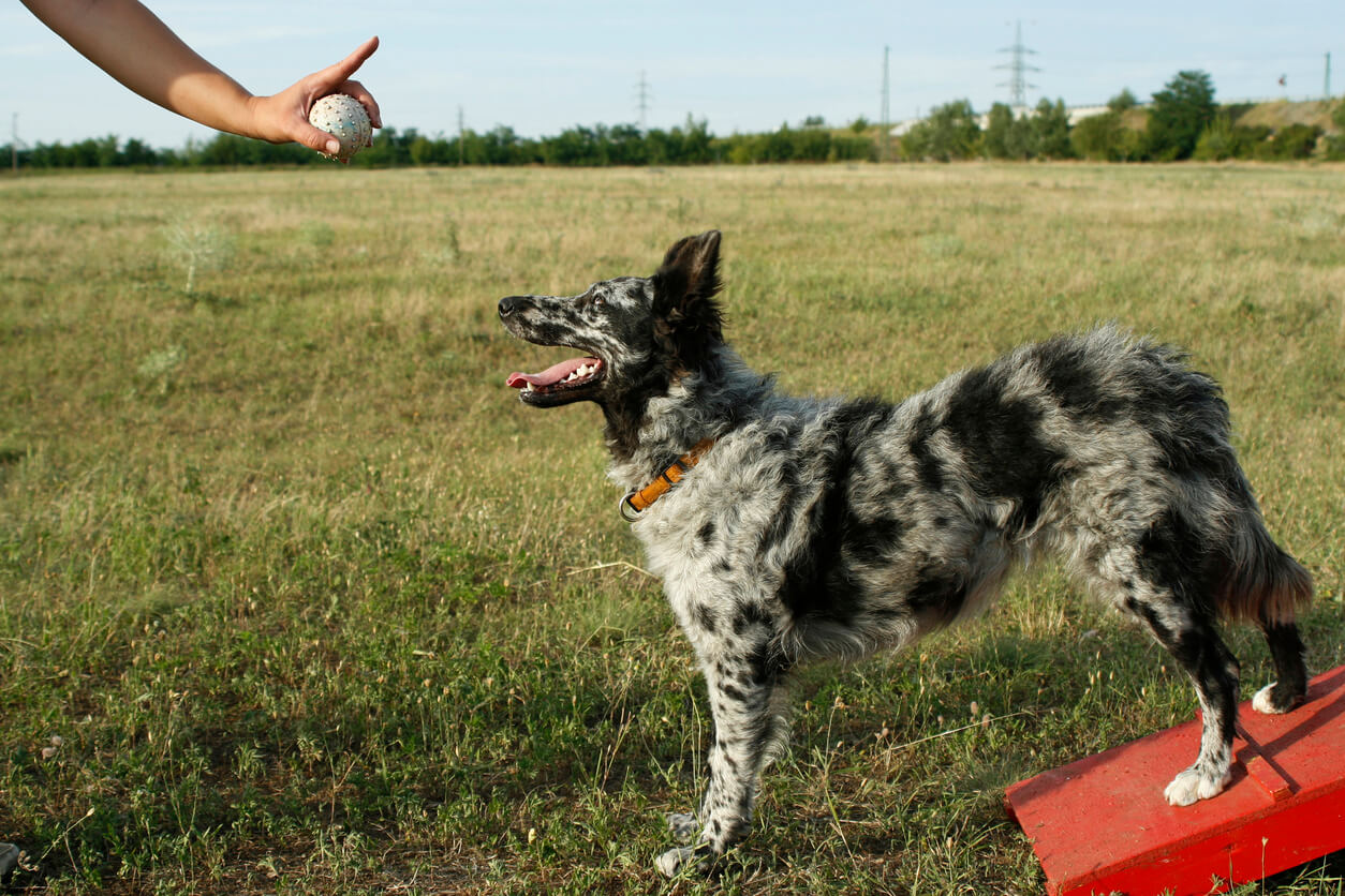 Merle dogs: what are they and which breeds have the mutation?