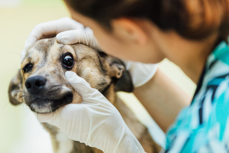 Anisocoria en perros: causas, diagnóstico y tratamiento