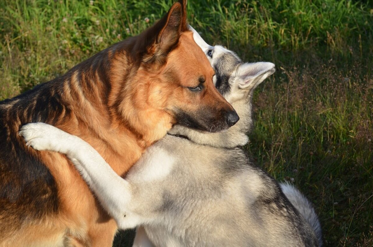 Perro pastor y husky abrazados.