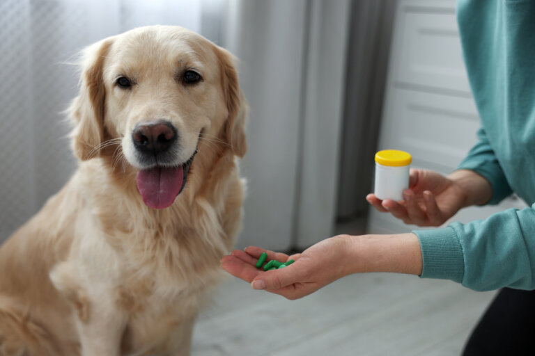 Progestágenos en perros: ¿es riesgoso usarlos?