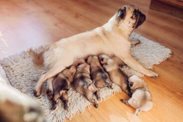 Fiebre de leche en perras: ¿cómo identificarla y qué debo hacer?