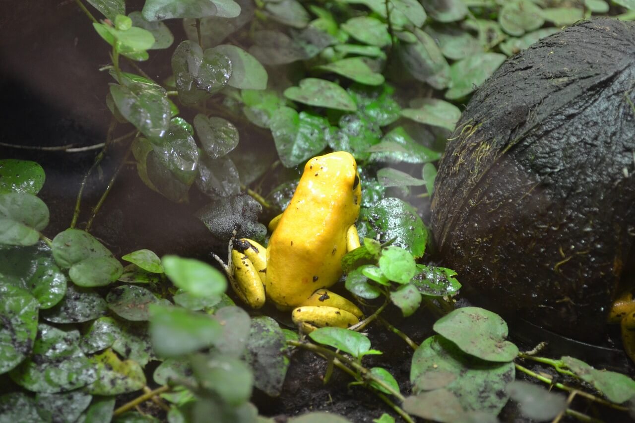 La rana dorada del Amazonas en el bosque. 