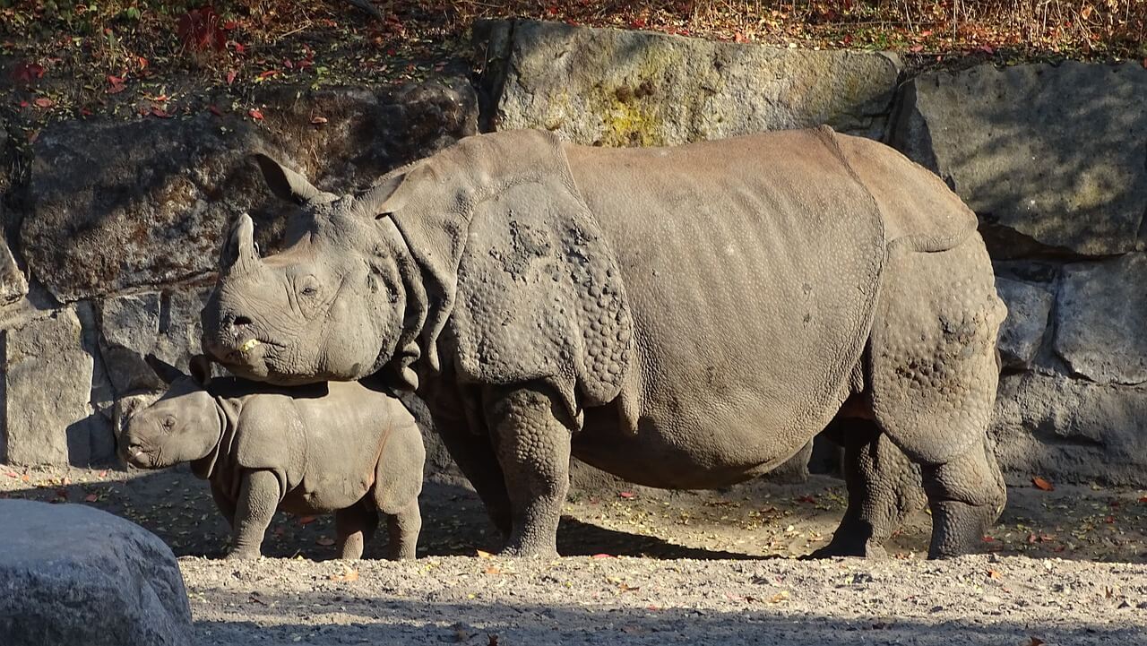 Rinoceronte indiano com seu filhote. Acredita-se que este animal inspirou o mito do unicórnio.