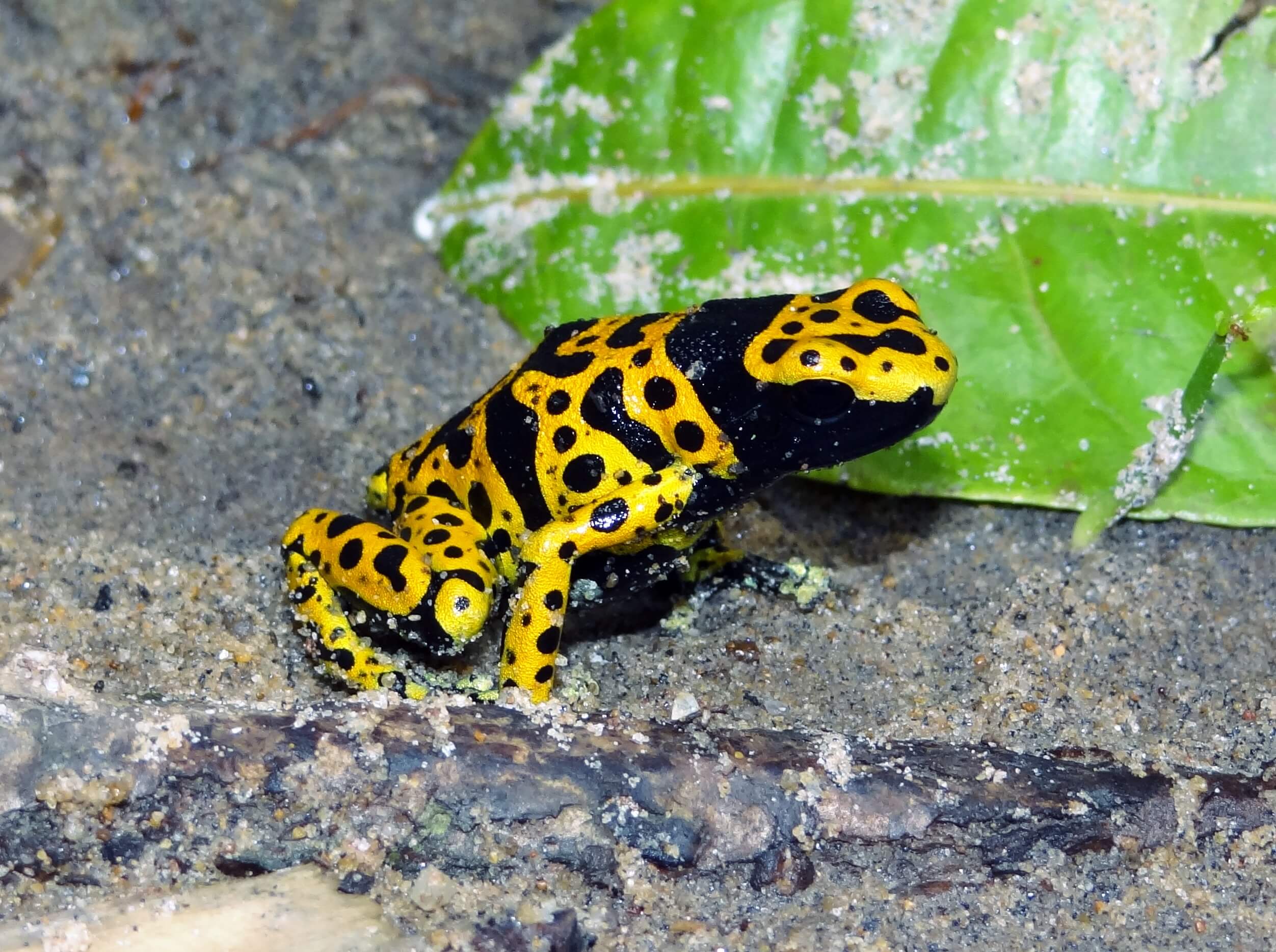 A poison dart frog.