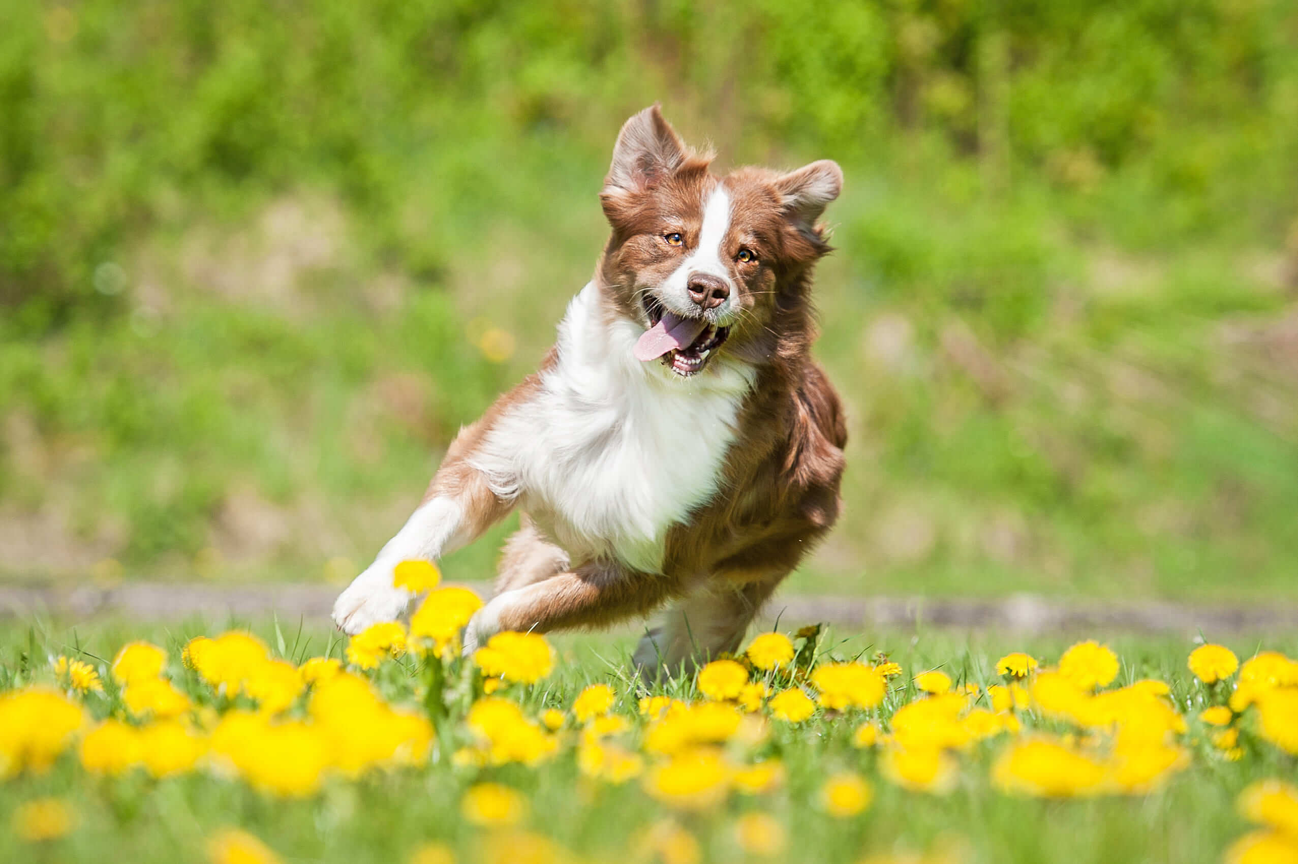 7 razas de perros que tienen más energía