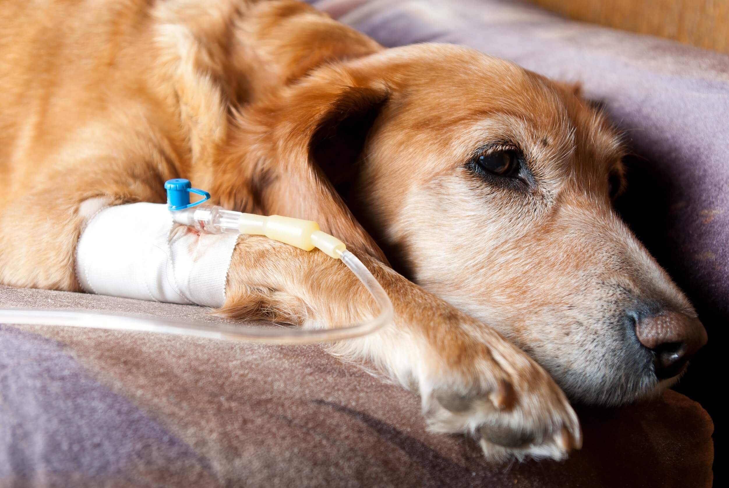 Cushing-Syndrom bei Hunden: Symptome und Behandlung