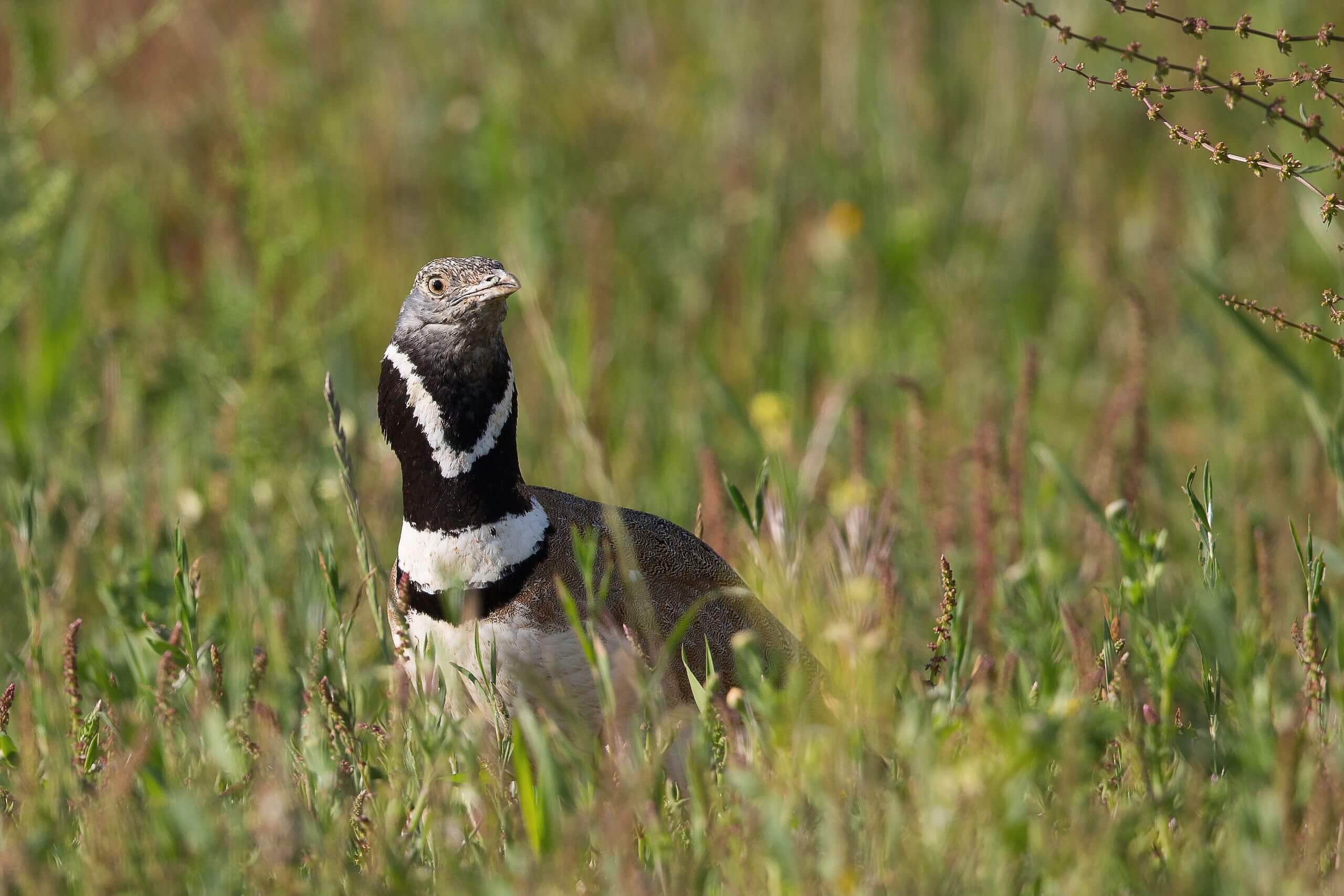 Little bustard.