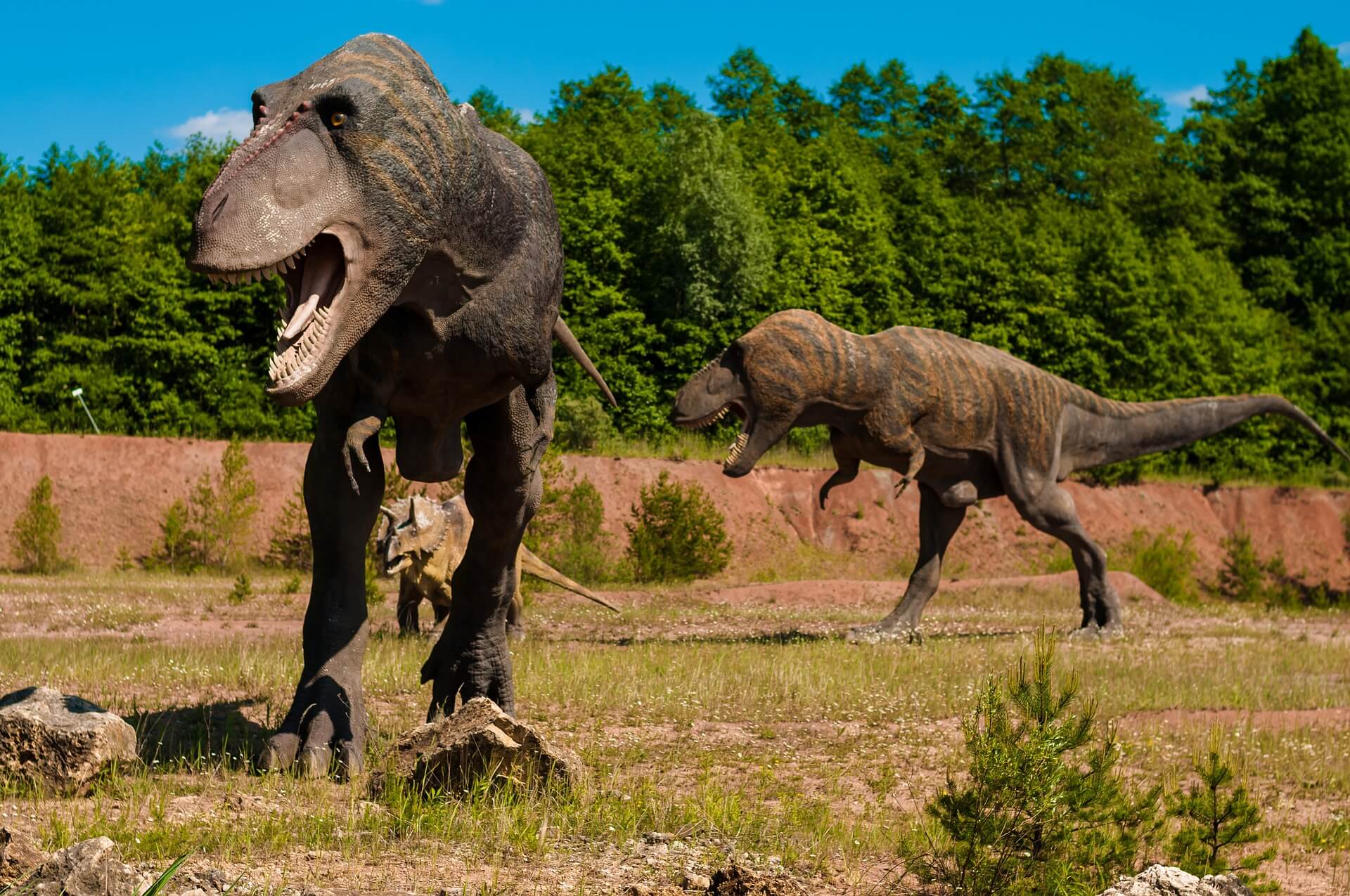 Dois tiranossauros rex, um dos dinossauros mais famosos da história.