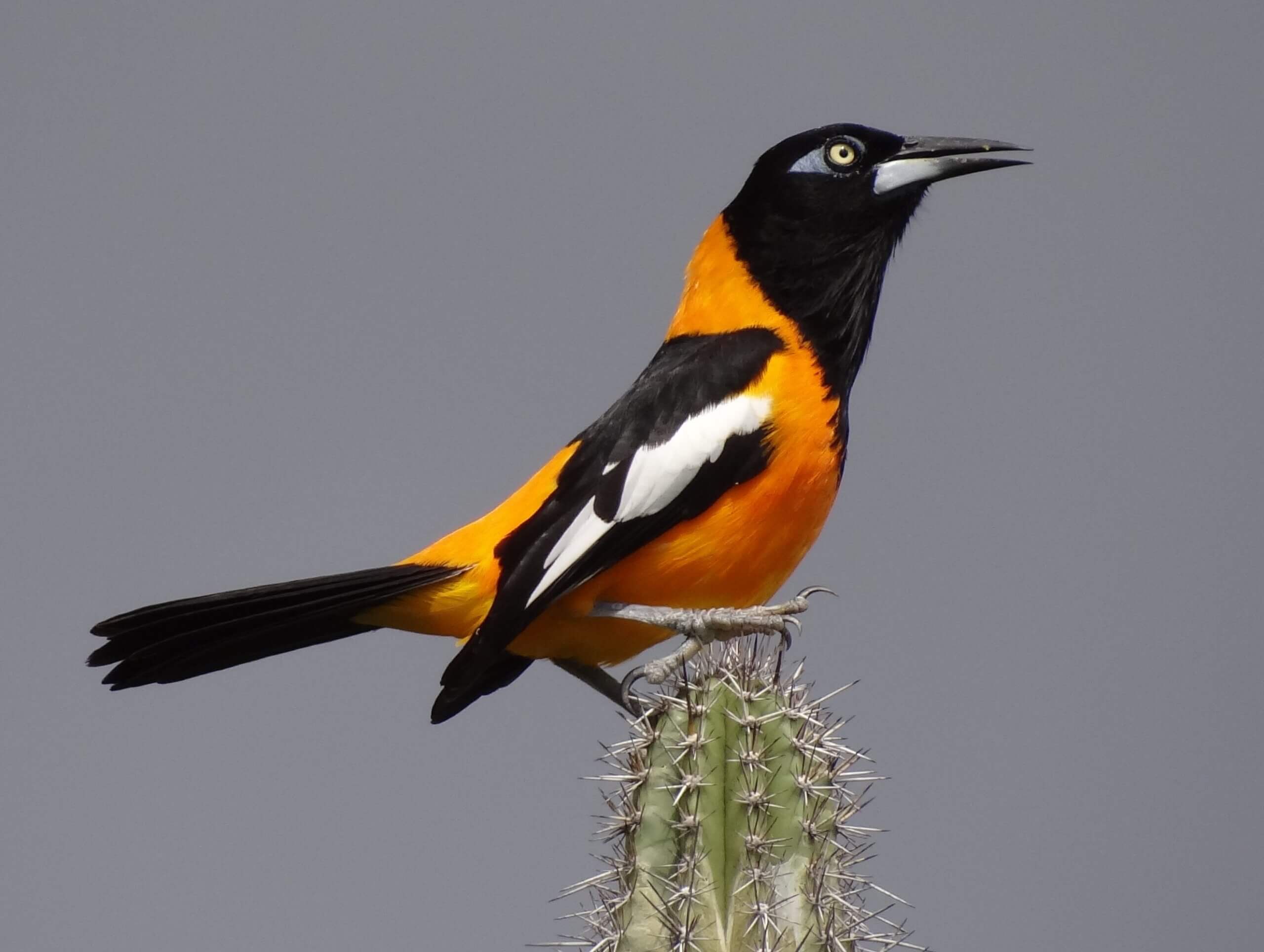 Turpial posado sobre un cactus.