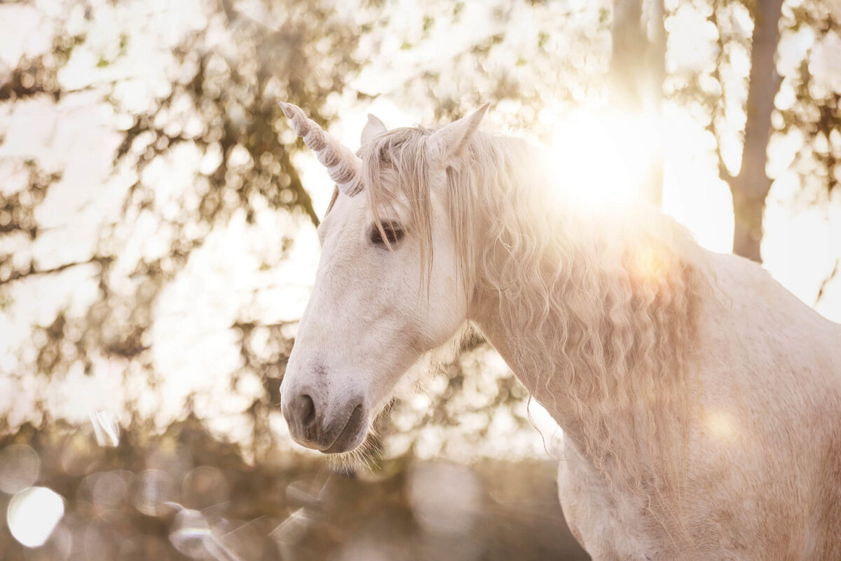 Un unicornio en el bosque, refleja el rayo del sol.