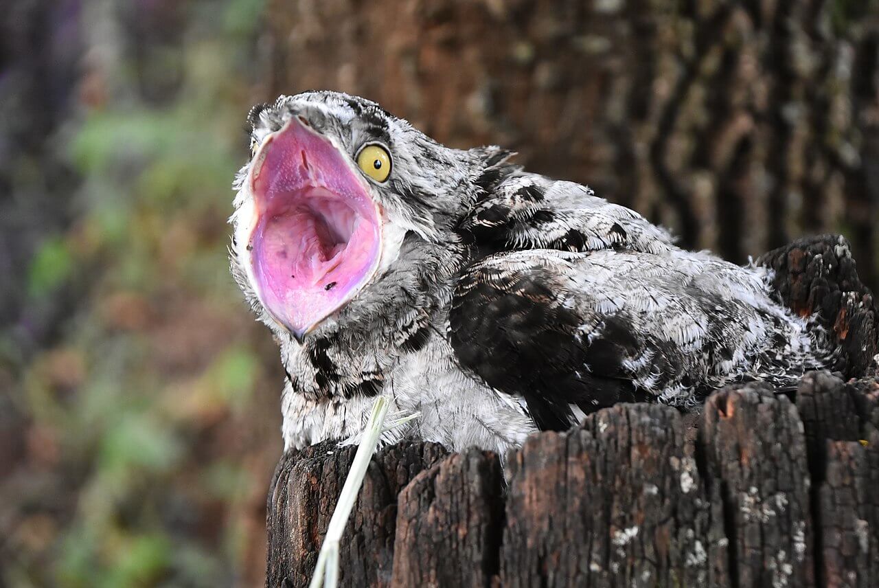 Urutaú o pájaro fantasma canta sobre el tronco de un árbol. 