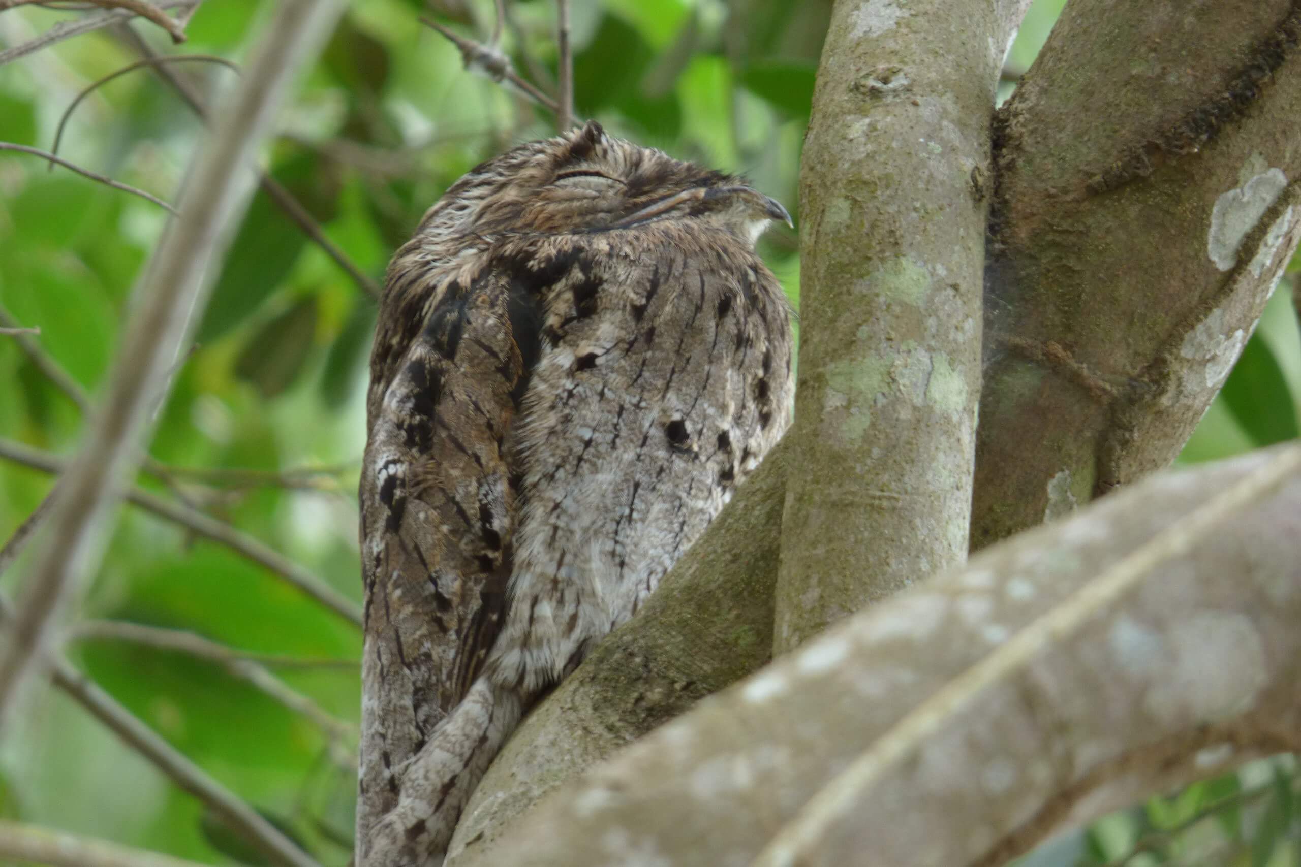The potoo.