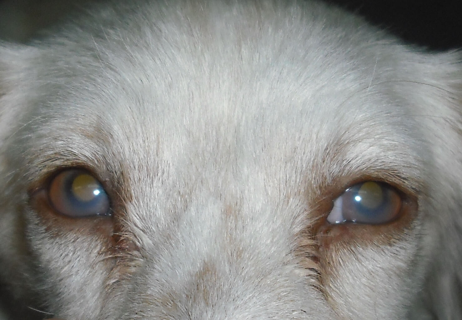 A dog's eyes.