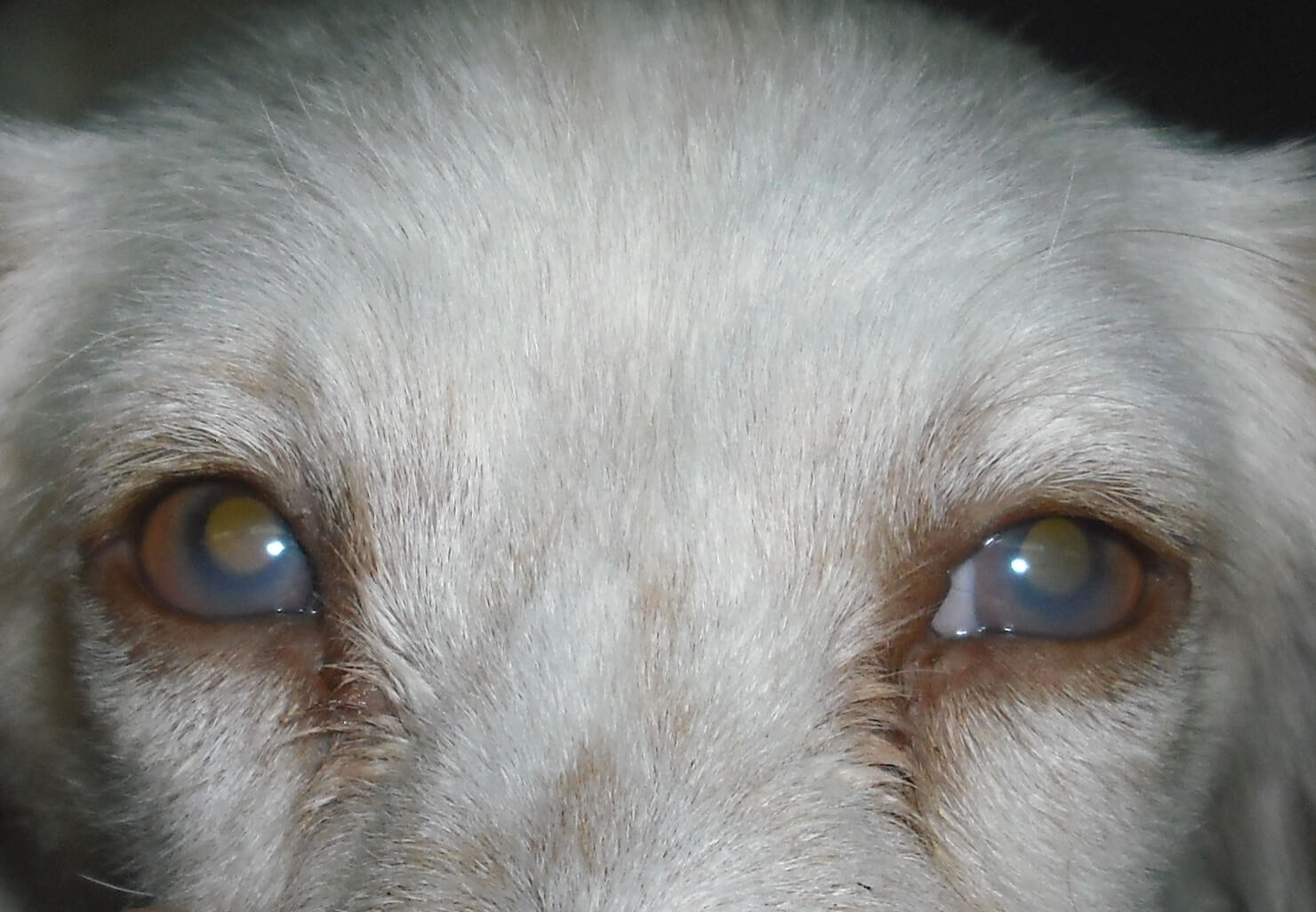 Hyphema bei Hunden - Gründe und Behandlung