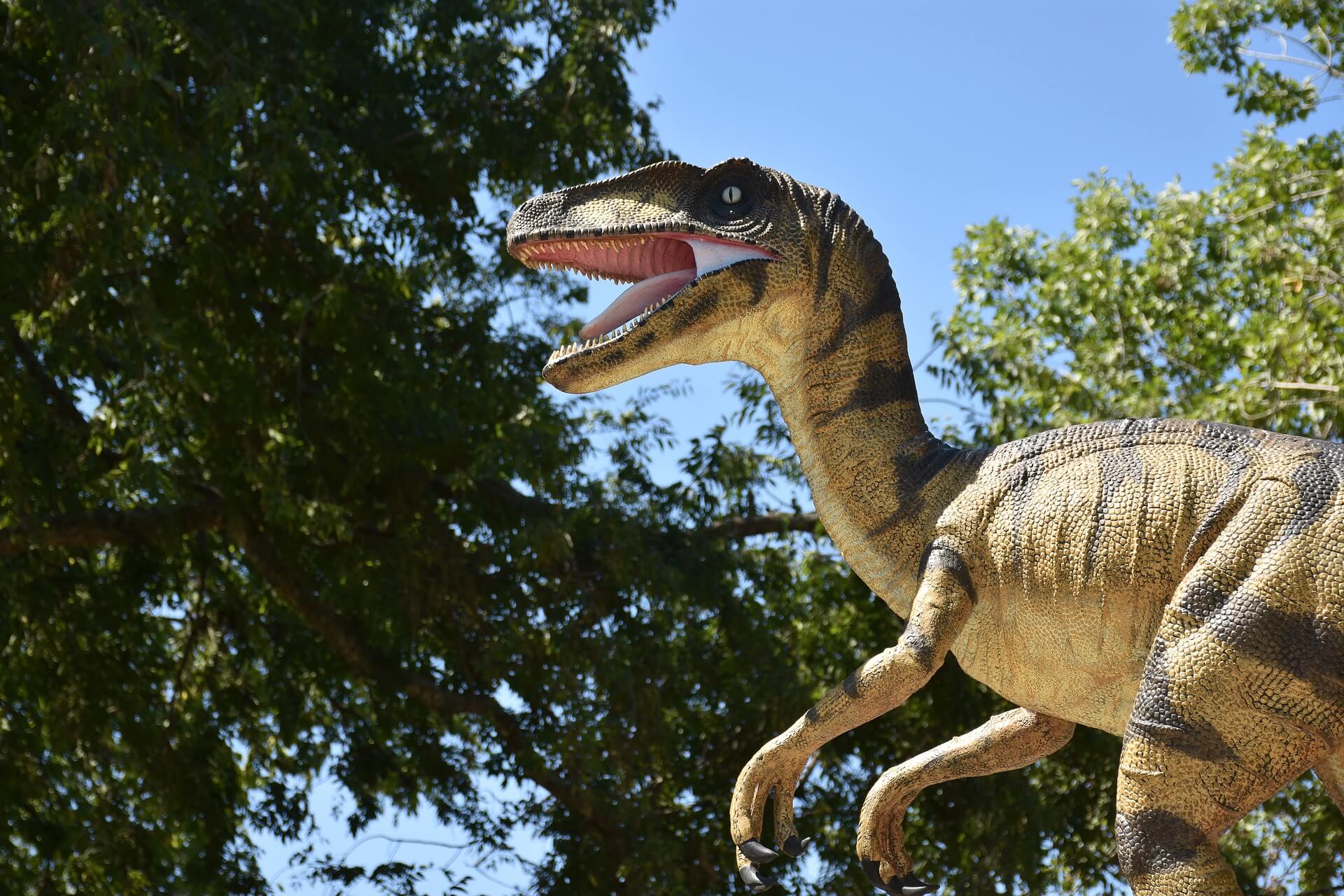 Velociraptor, um dos dinossauros mais famosos da história, movia-se sobre duas pernas.