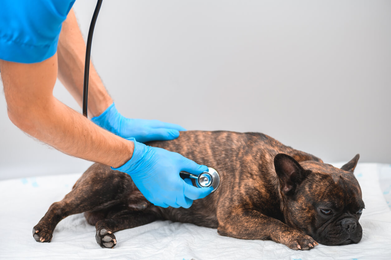 Veterinário examina bulldog francês