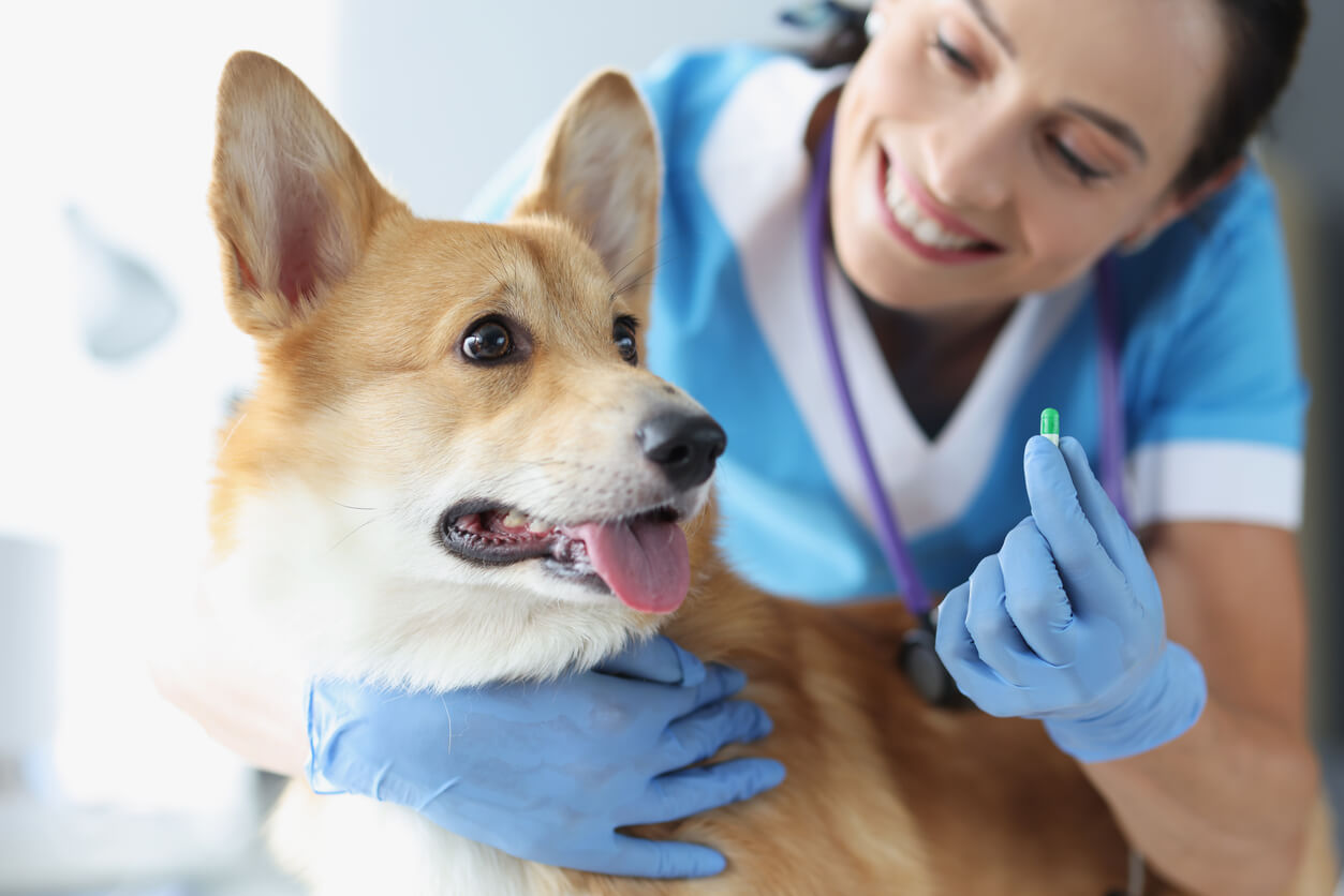 Veterinario ofrece píldora perro Corgi 