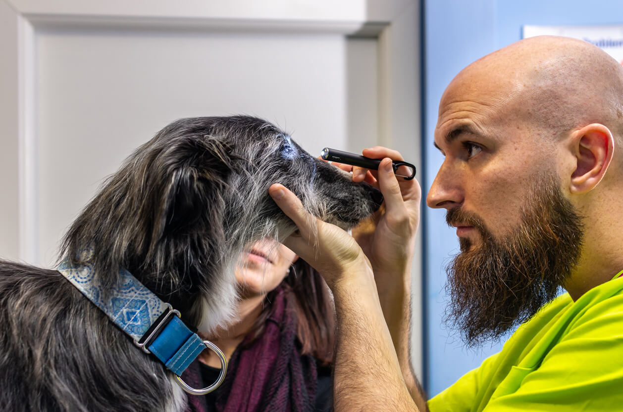 Il veterinario esamina l'occhio del cane con una torcia elettrica