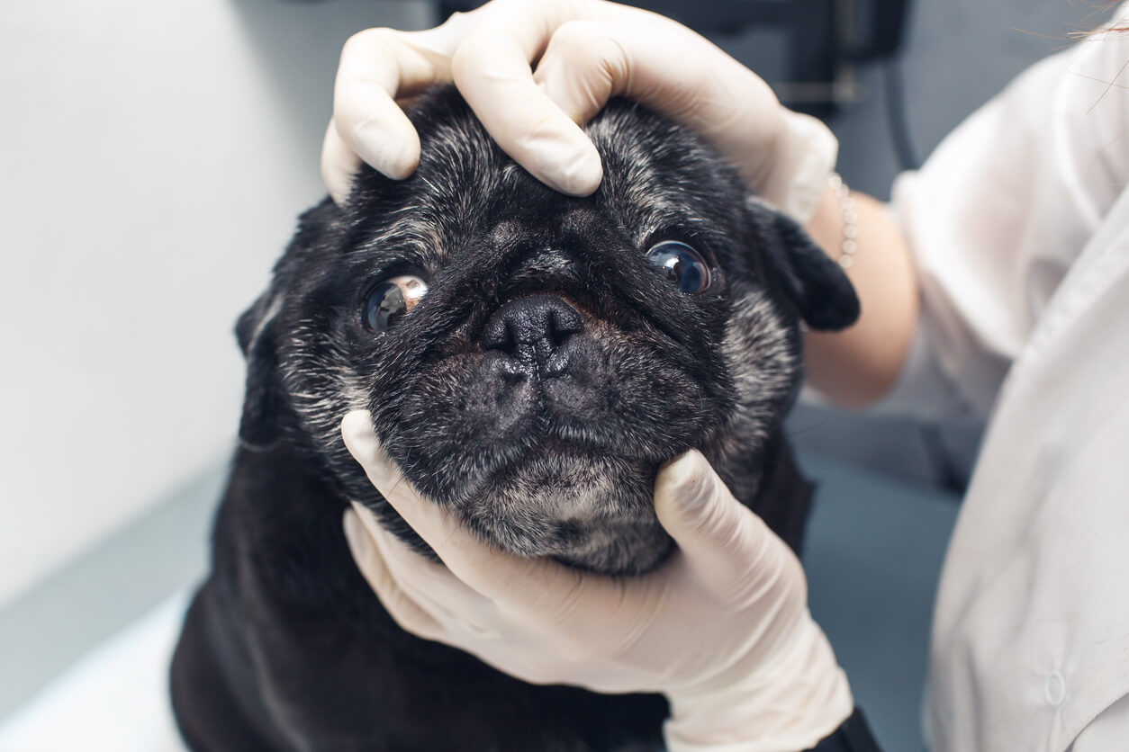 O veterinário examina o olho do pug