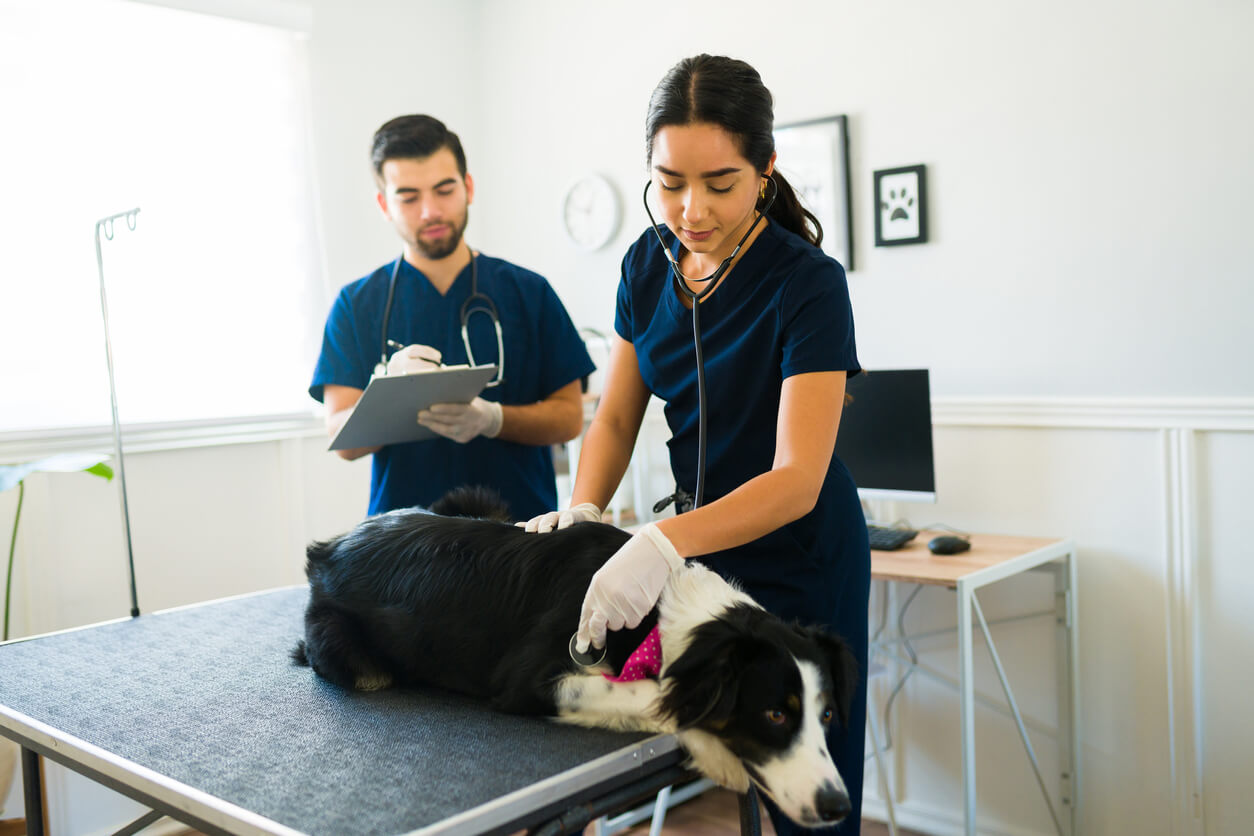 Os veterinários examinam o cão na mesa
