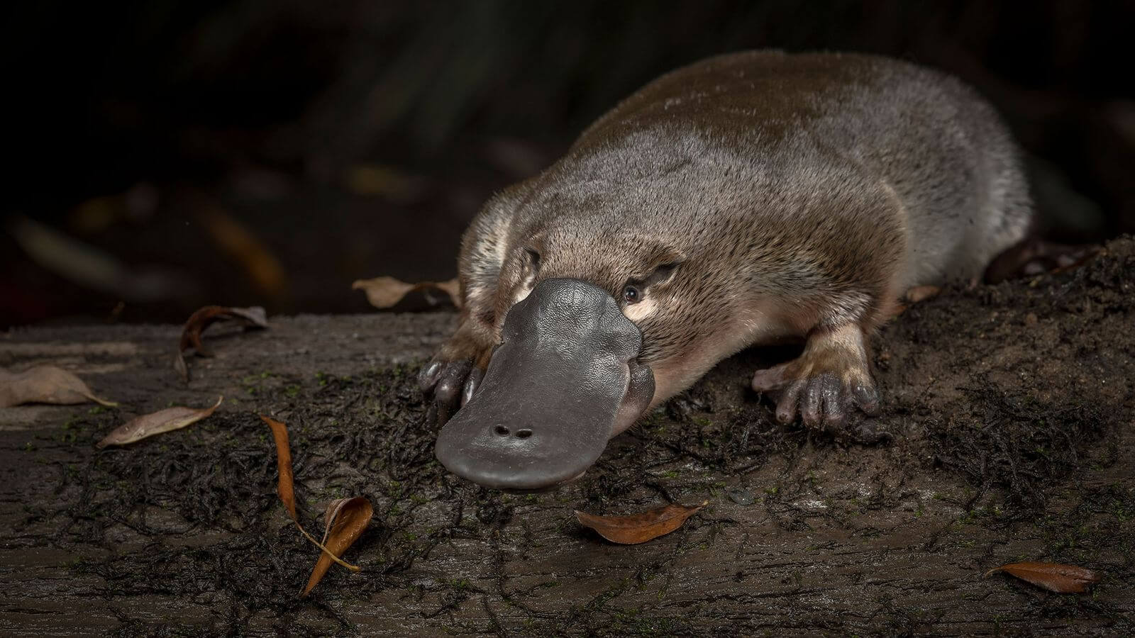 Animal facts - the platypus.