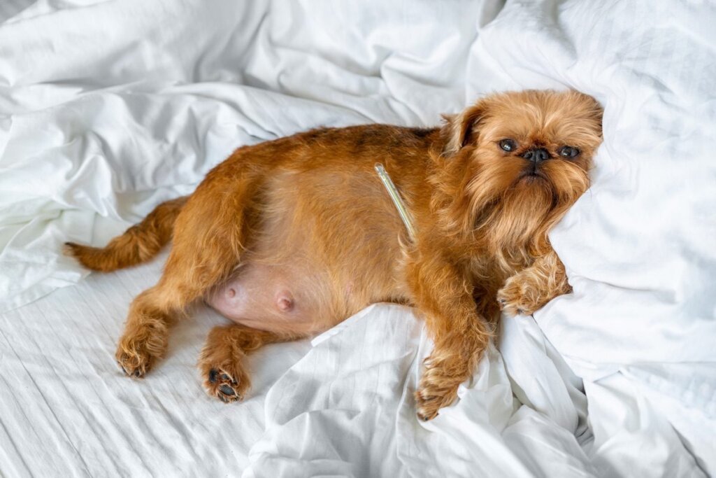 Piometra en perras: una razón más para considerar la esterilización