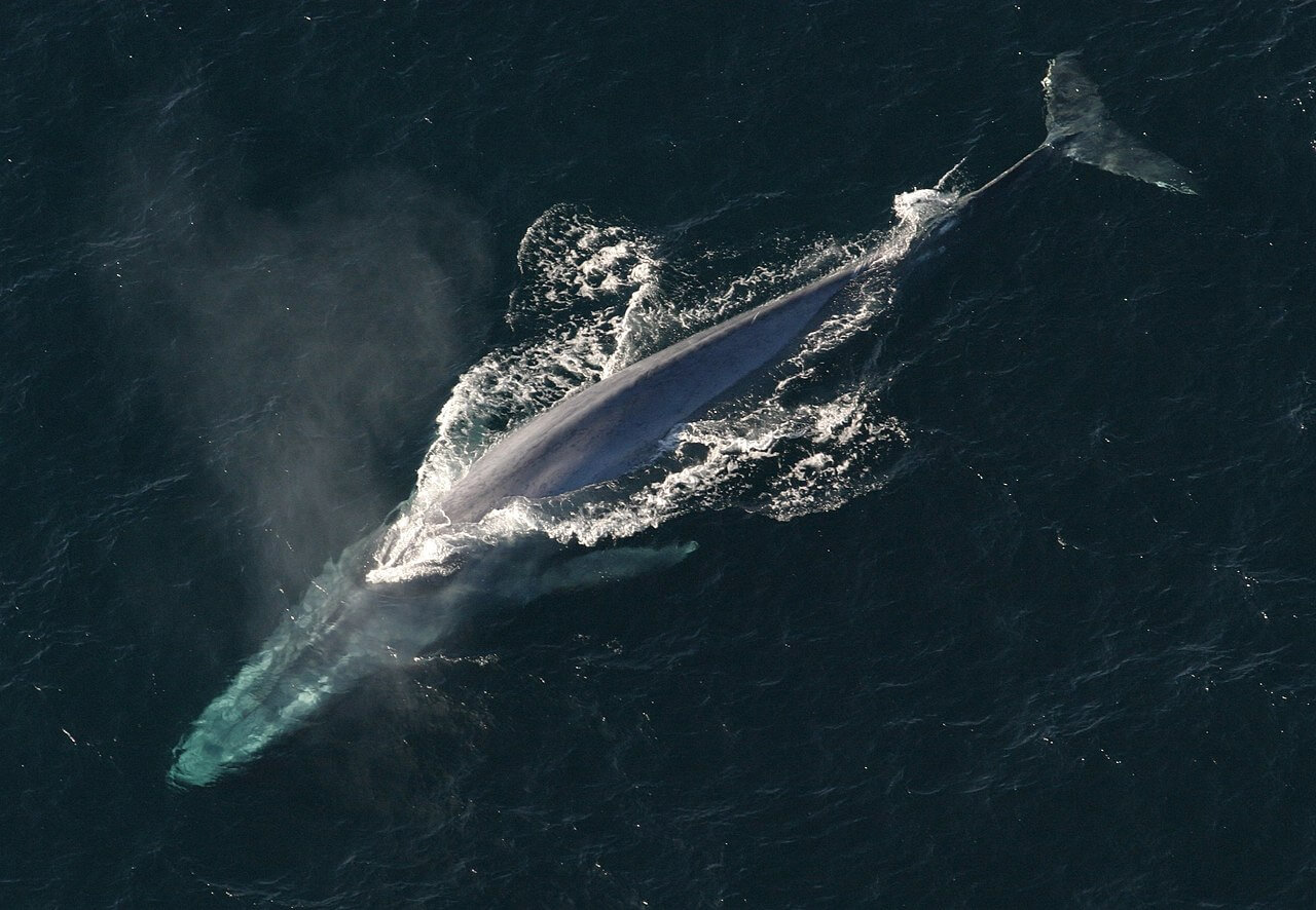 Balaenoptera musculus sale a respirar a la superficie.