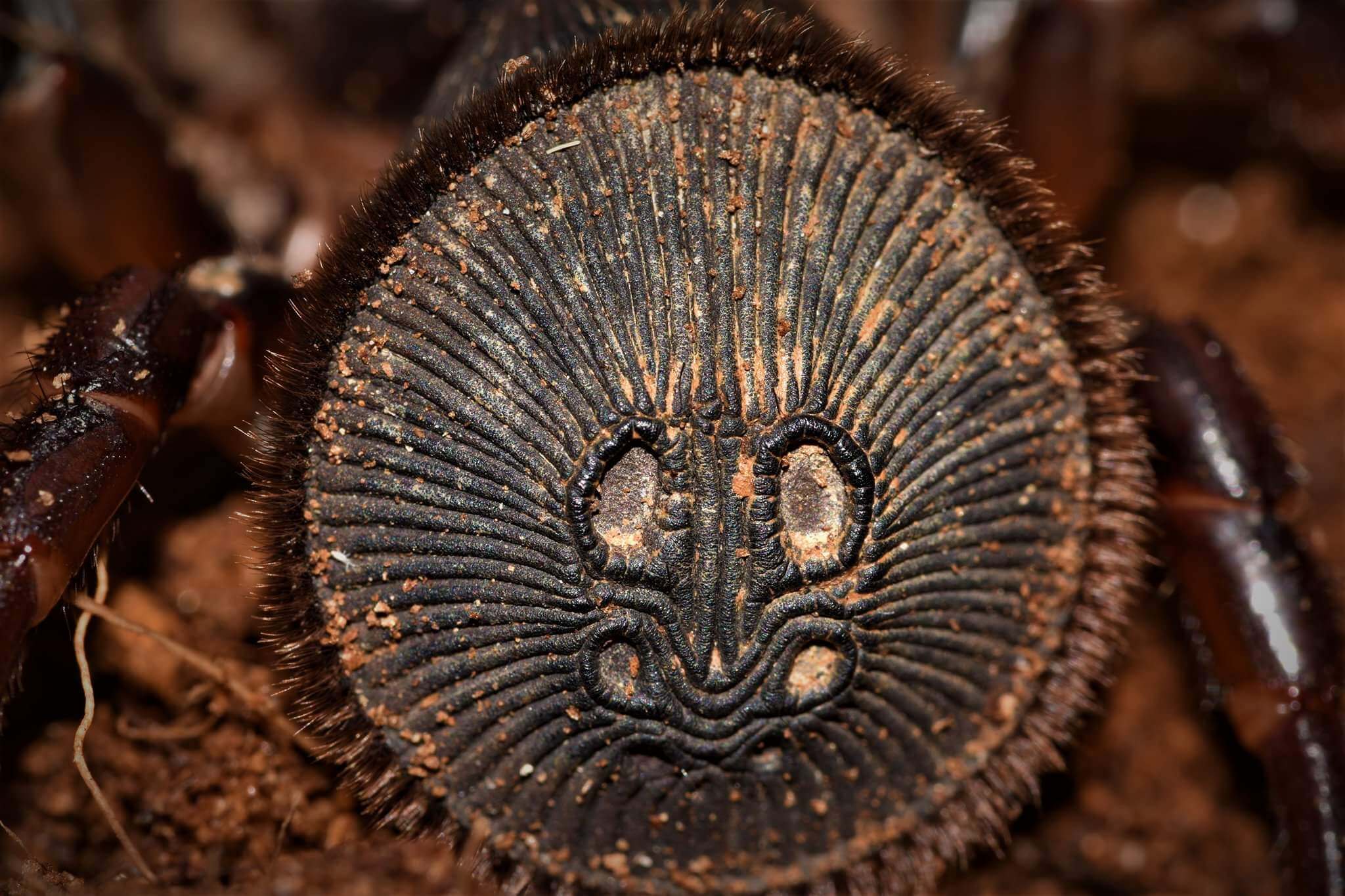 Abdomen de la araña cabeza de moneda (parte posterior).