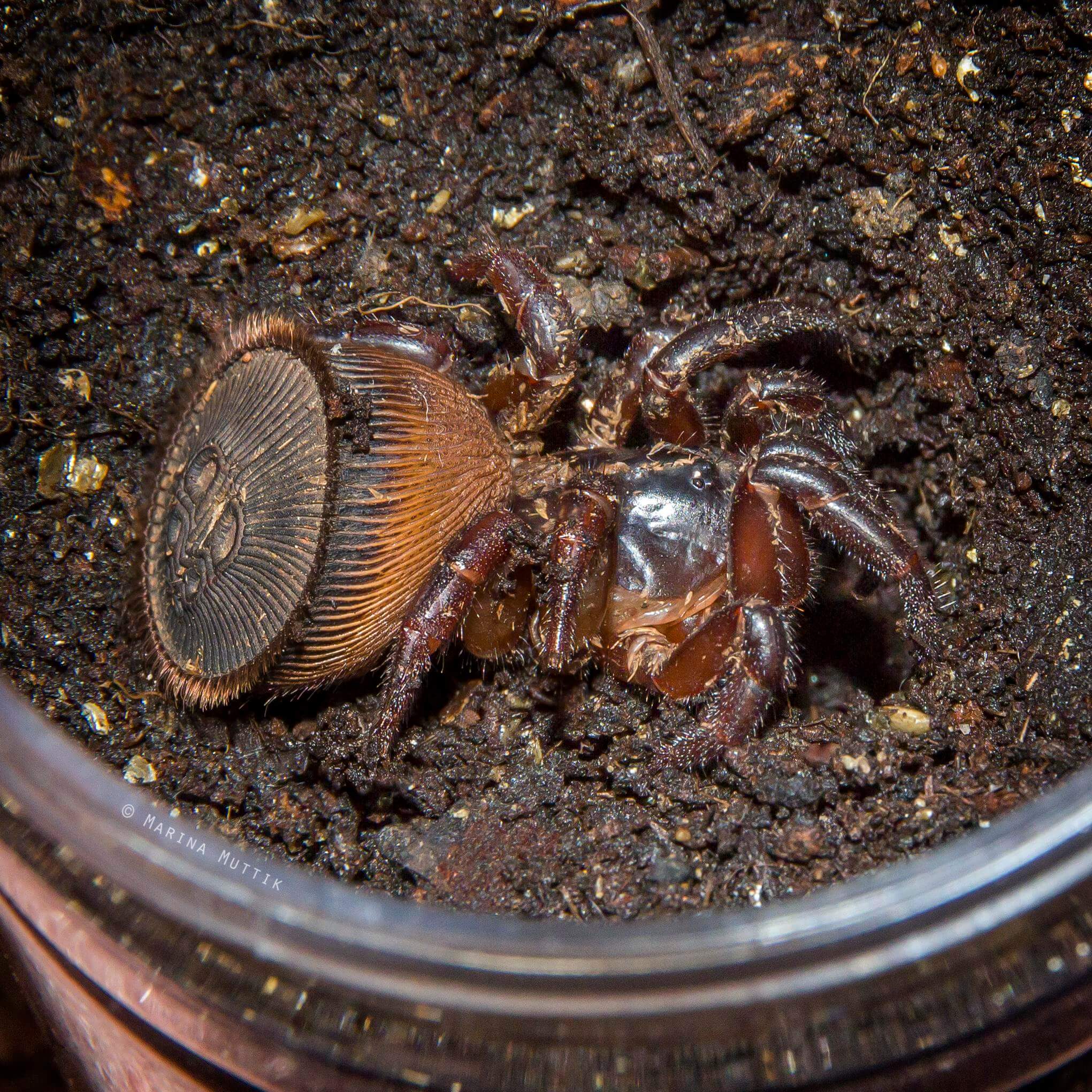 Chinesische Sanduhrspinne: Ist sie gefährlich?