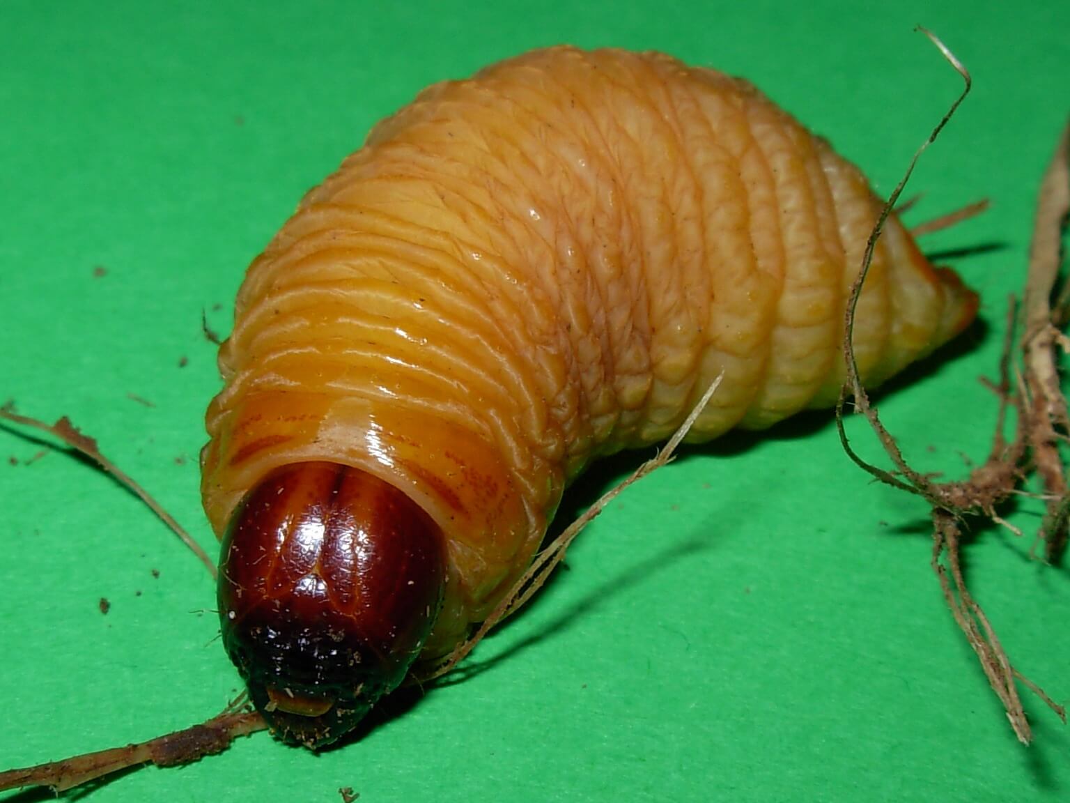 Larva del escarabajo picudo rojo en fondo verde.