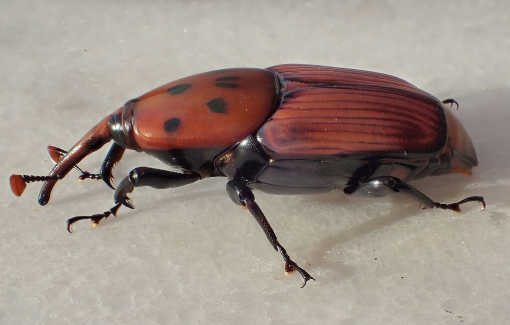 Escarabajo picudo rojo en palmeras: características y control