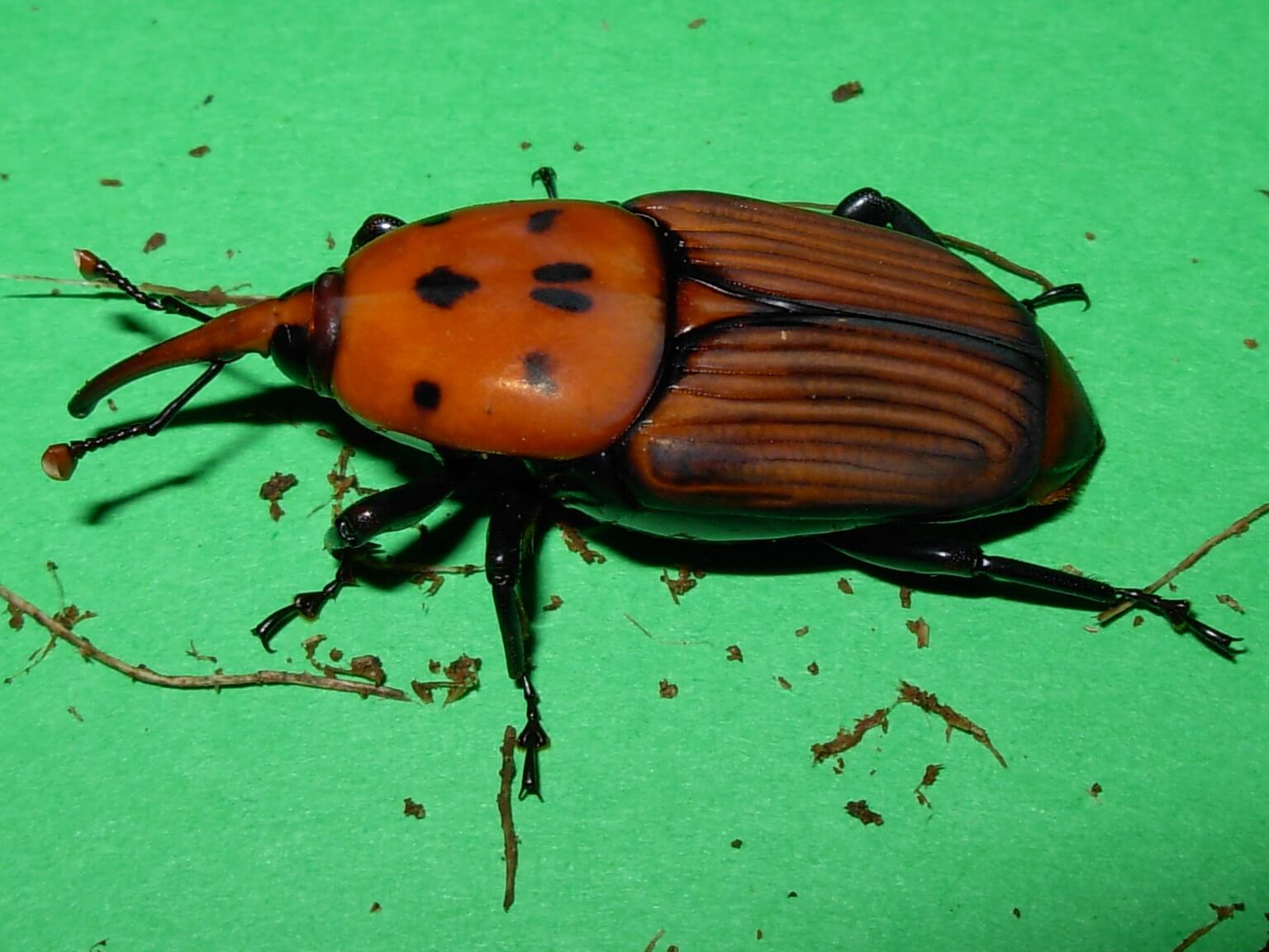 Escarabajo picudo rojo en un fondo verde.