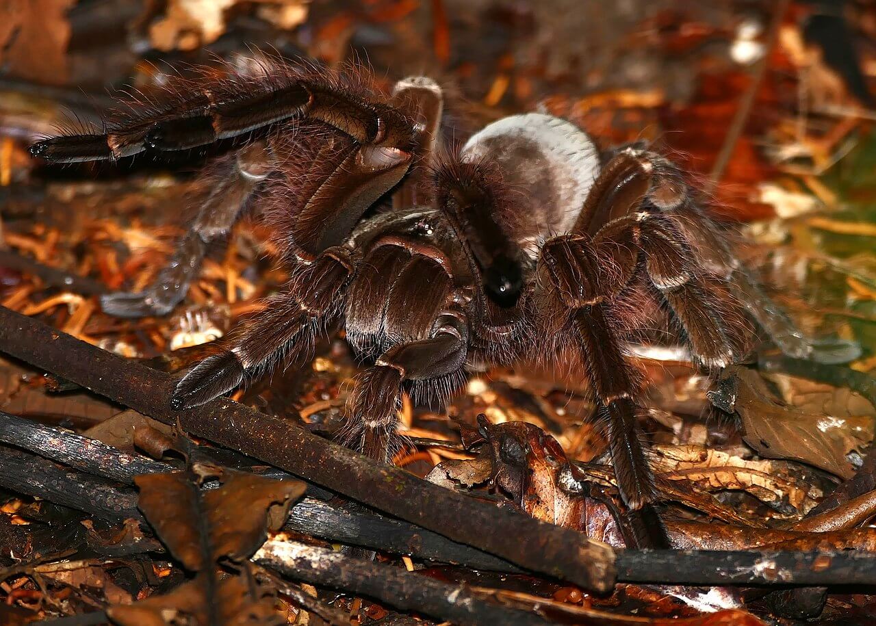 La tarántula Goliat en la hojarasca, durate la noche.