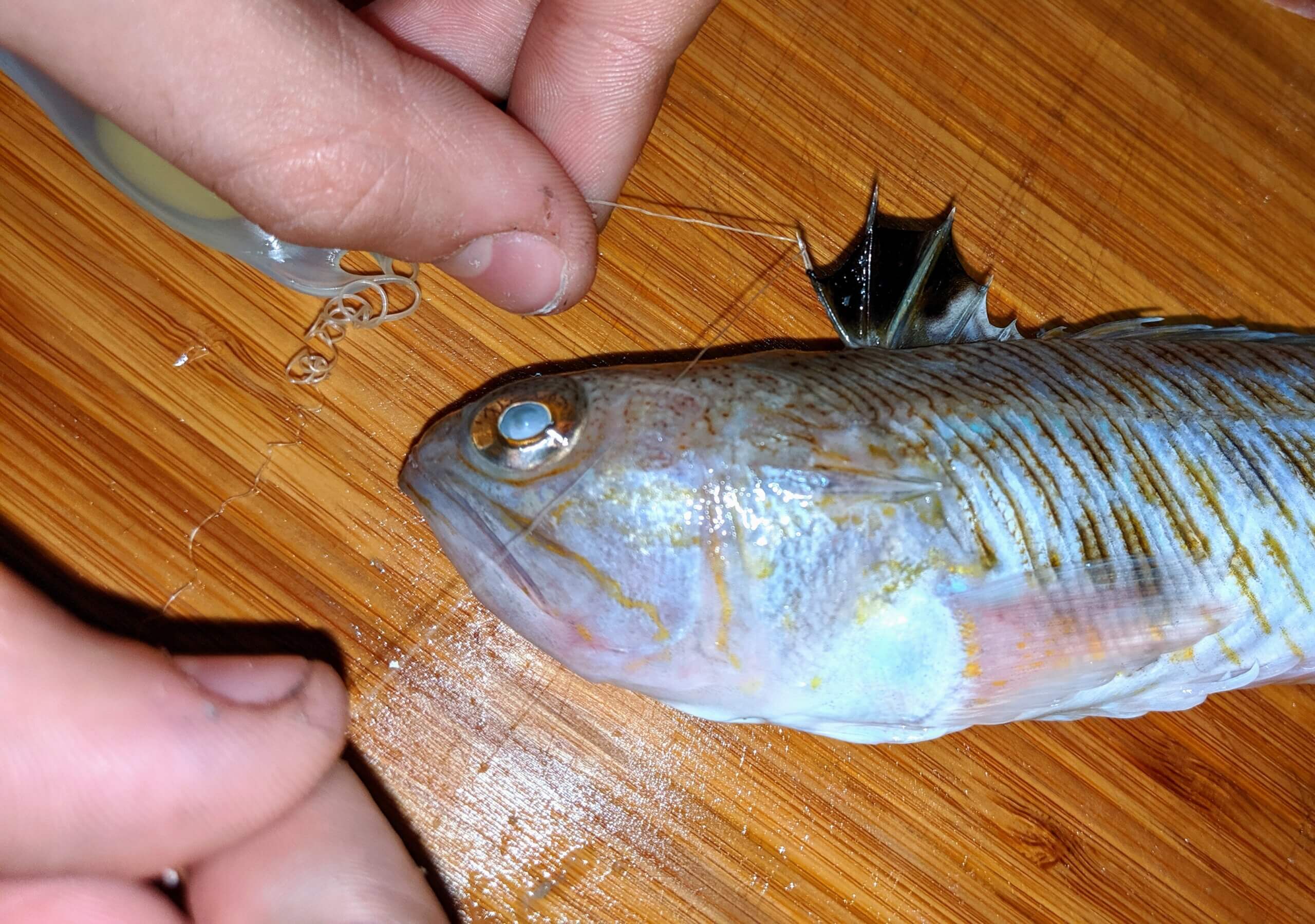 A greater weever on a table, while a person displays its fin.