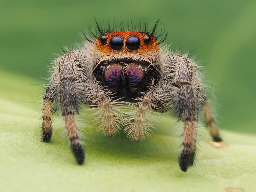 Araña saltadora: características, hábitat, alimentación y reproducción