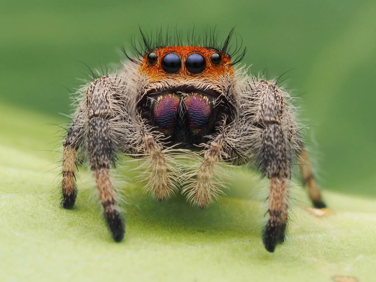 Araña saltadora (Phidippus regius) en su hábitat.