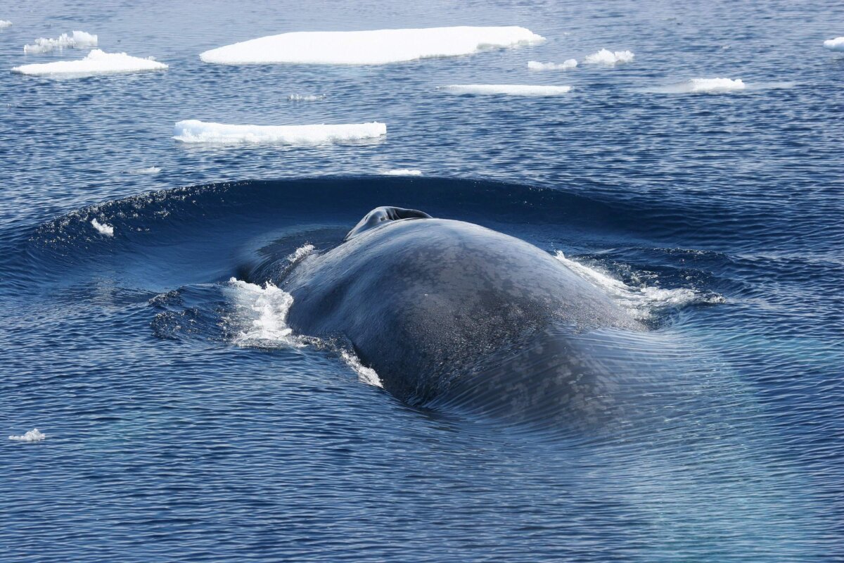 Ballena azul antártica en se asoma a la superficie.