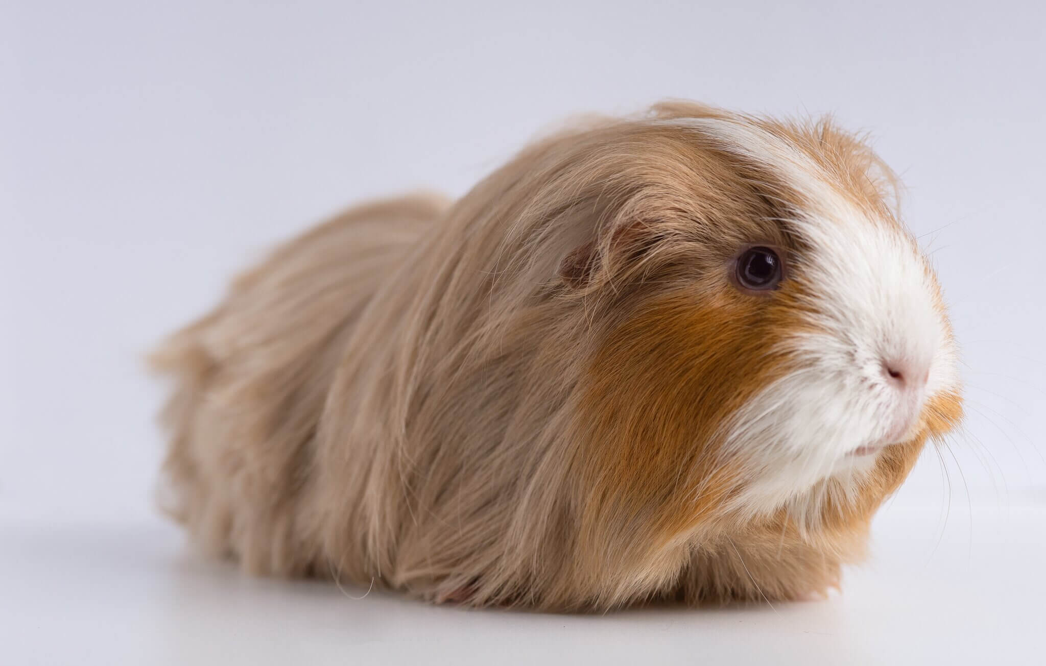 A guinea pig.