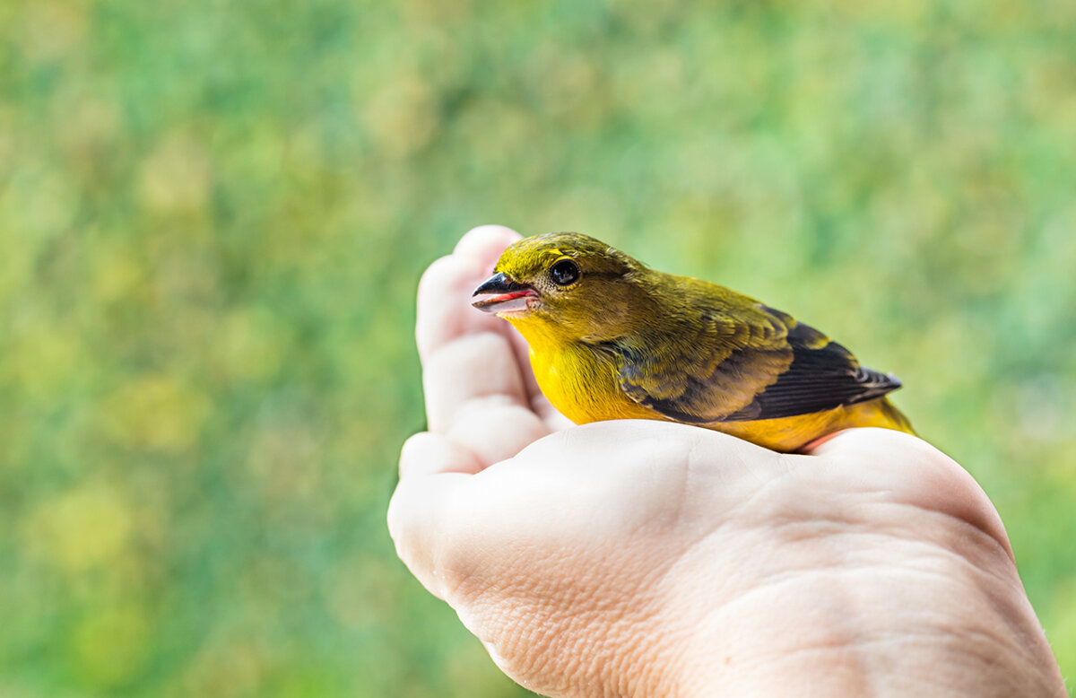 Pájaro canario: ¿cómo puedo enseñarle a cantar?