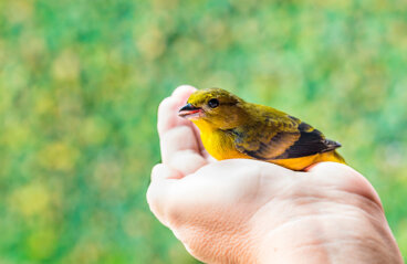 Pájaro canario: ¿cómo puedo enseñarle a cantar?