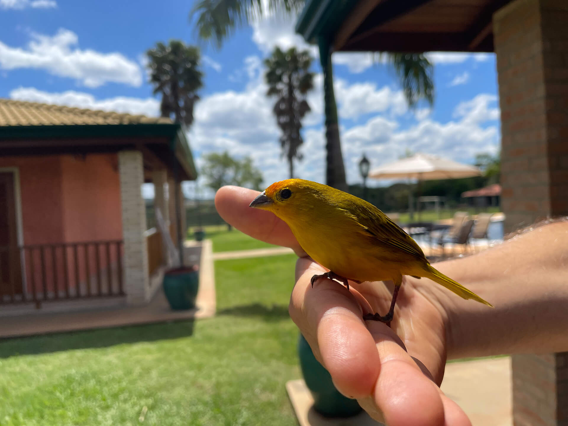 Canario posado sobre la mano de su tutor.