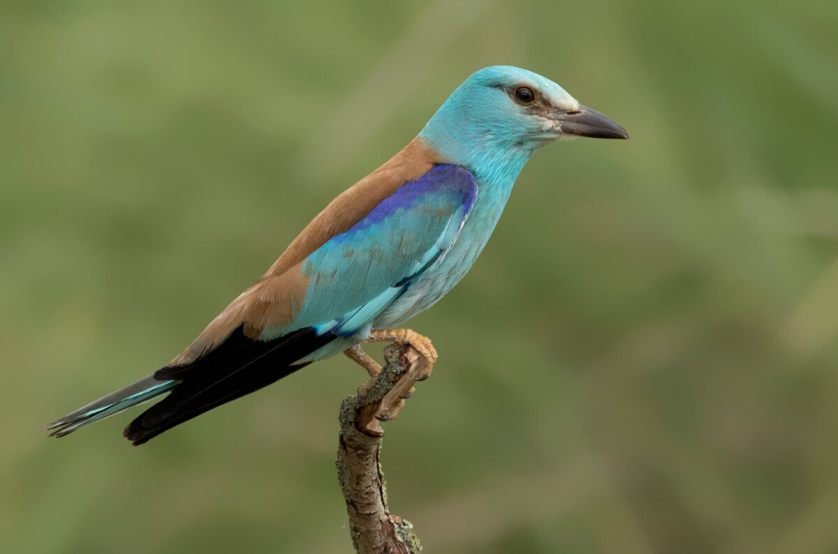 Una carraca europea posada sobre una rama.