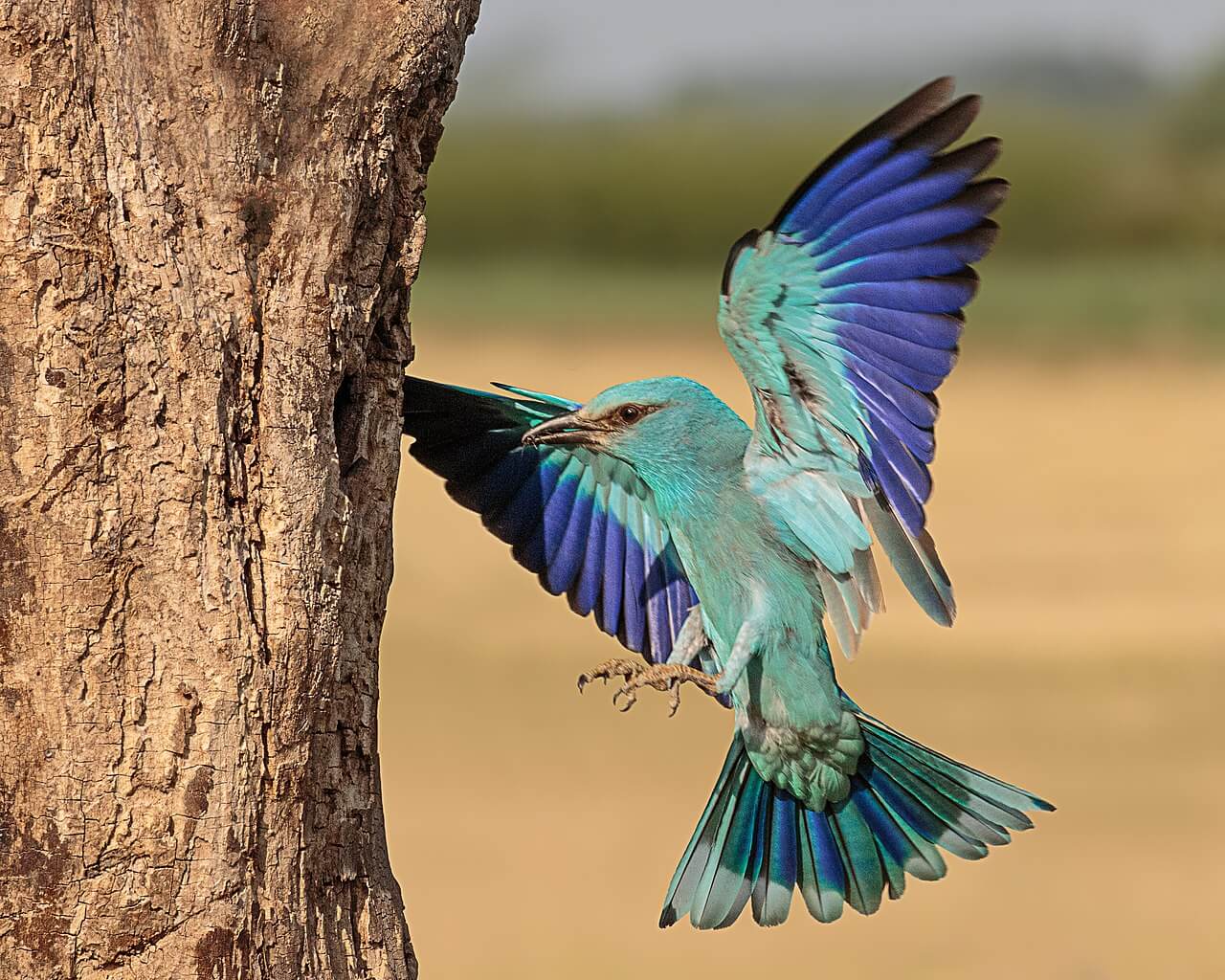 A European roller carrying food to its young in a tree.