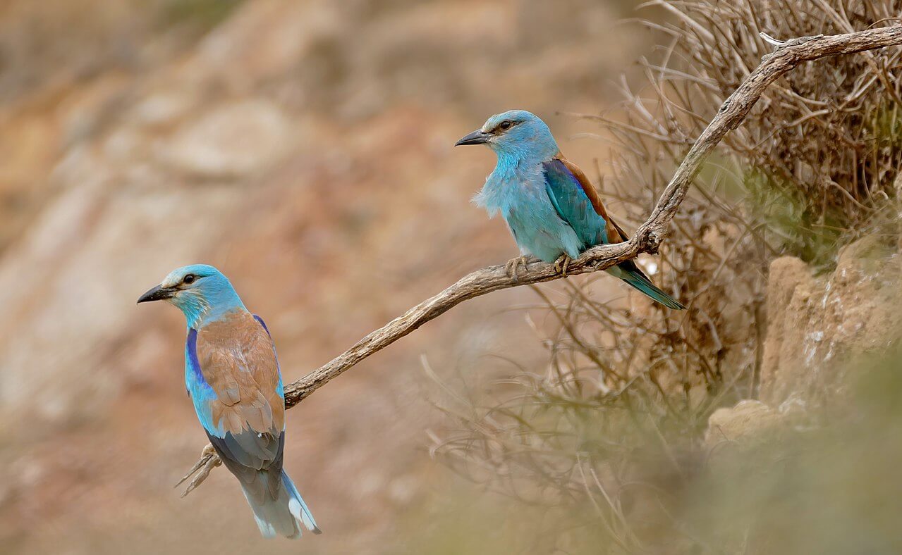 Two European rollers perched on a branch.