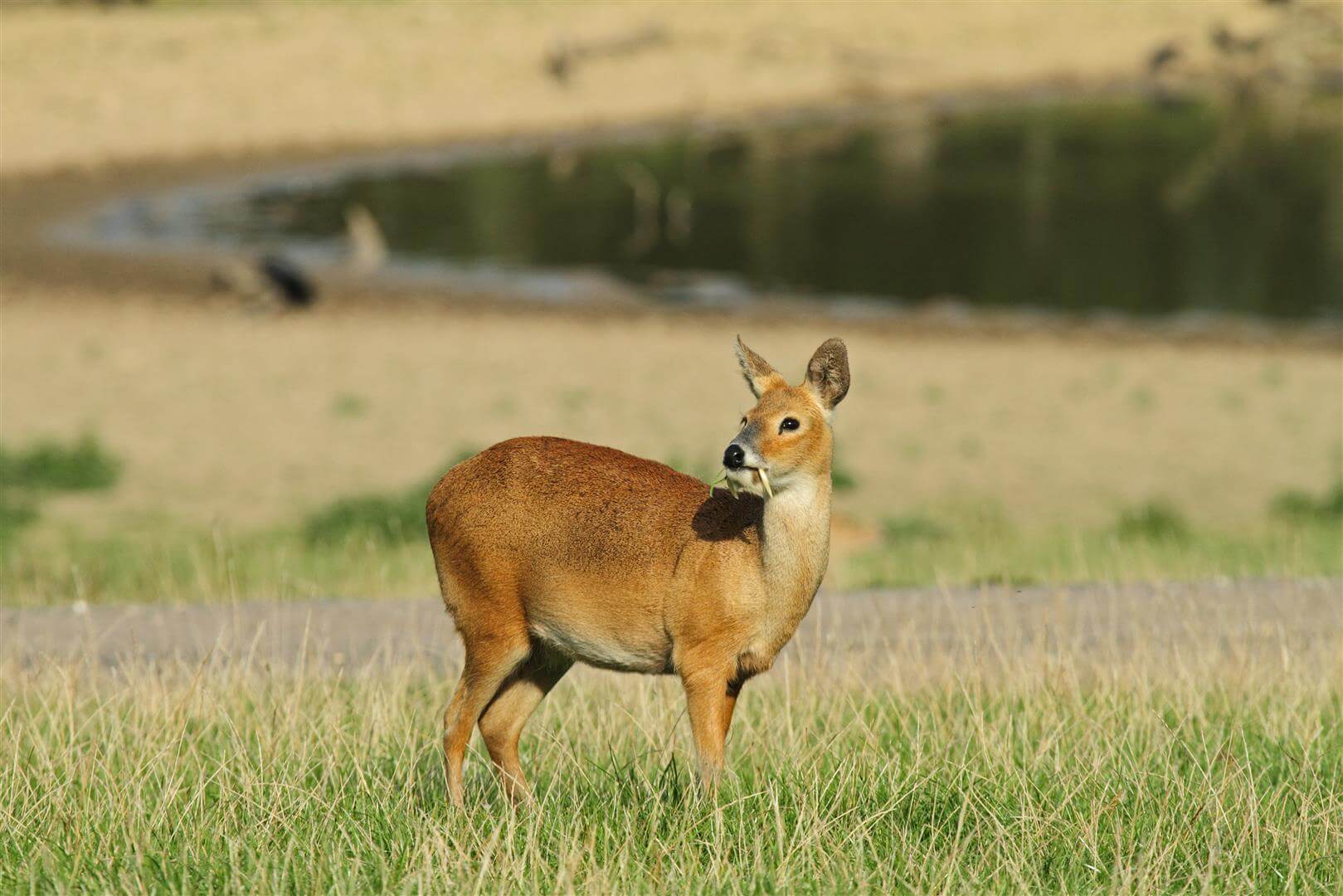 Capriolo d'acqua nel suo habitat.
