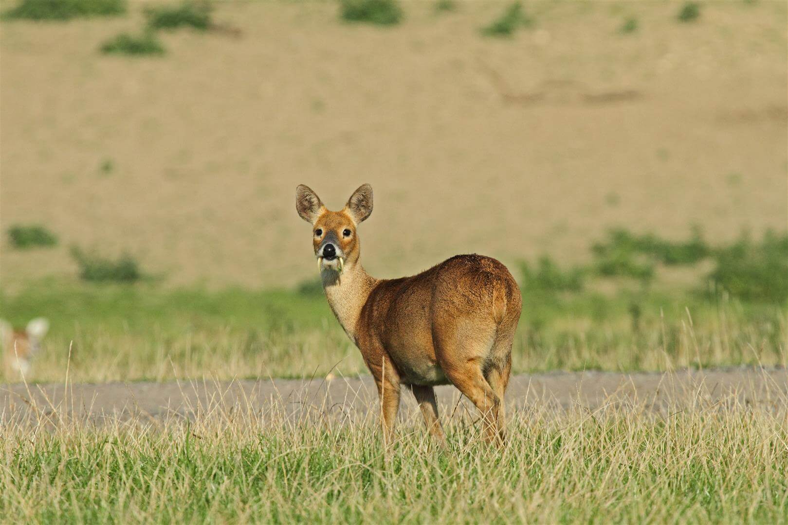 Il capriolo d'acqua nel suo habitat.